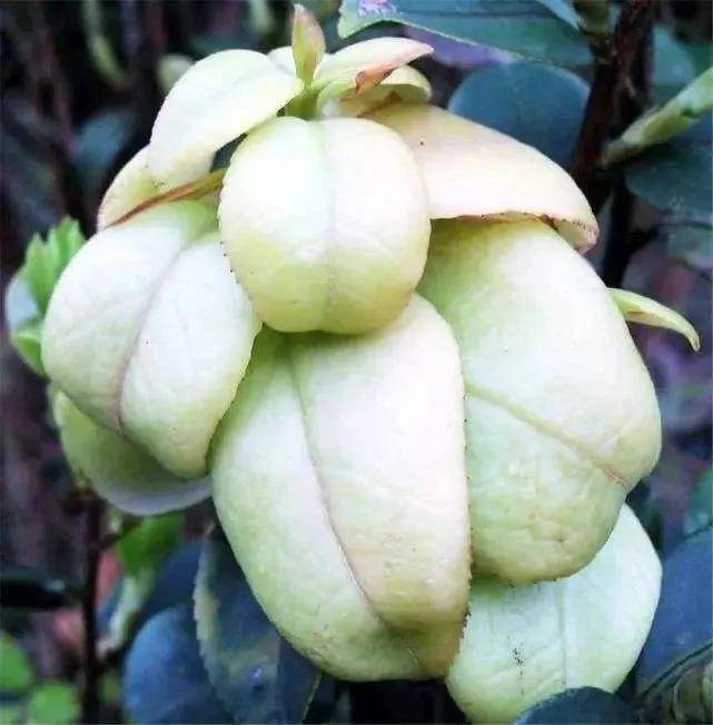 中国特色野生美食《山茶泡,山茶耳》_茶树_口感_变异