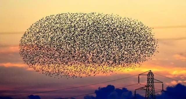 云南罕现成群飞鸟铺天盖地,地震预警?究竟怎么回事_事件_网友_什么