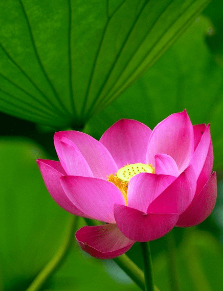 二月中旬,时来运转,4属相财源广进,事业进步,生活顺风顺水_朋友_一生