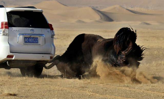青藏高原霸主藏野牛:轻松顶翻一辆车_哺乳动物_生活_我国