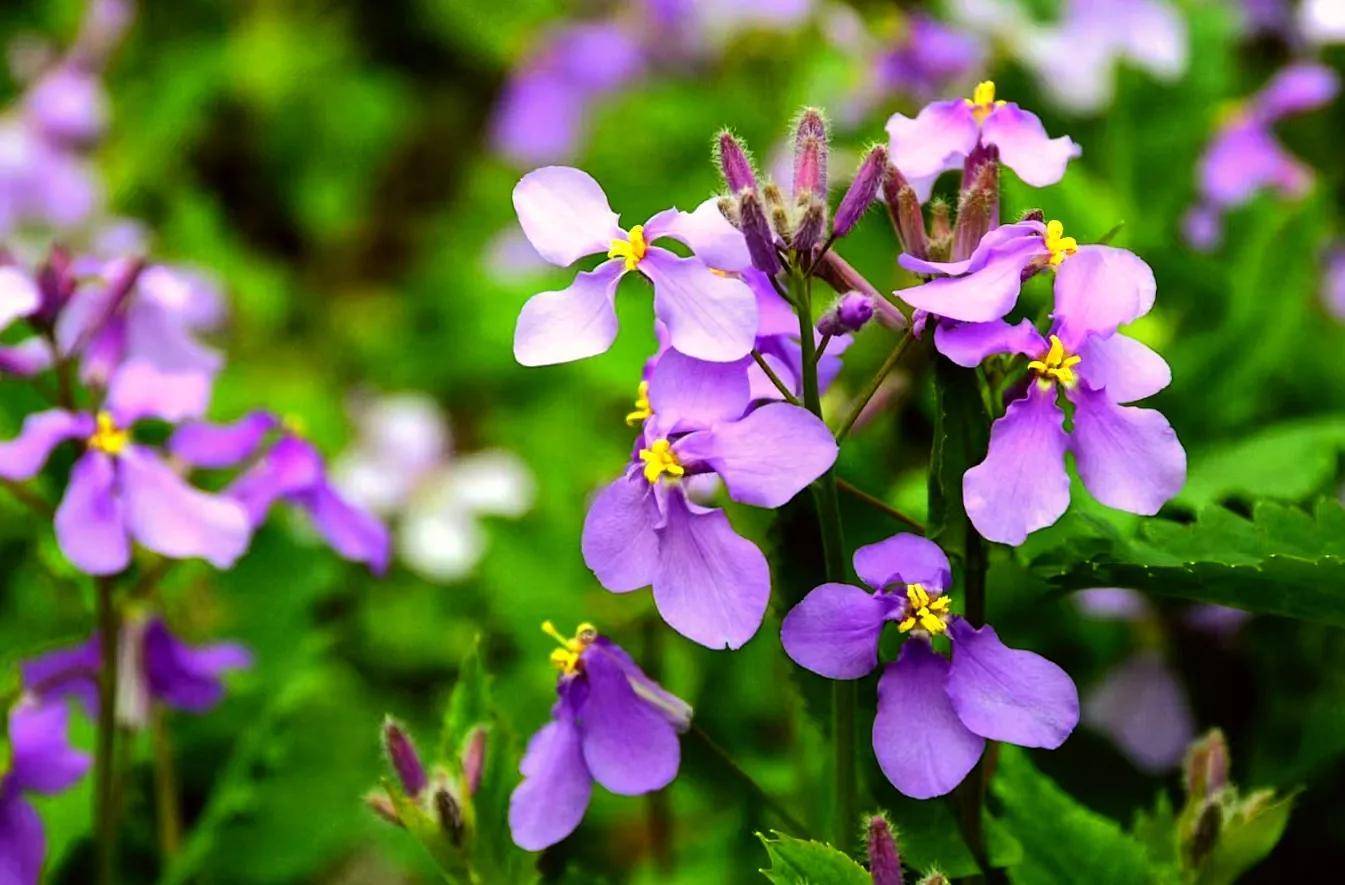诸葛菜(二月兰)-紫色花海醉美绽放,赏花识花二不误_花朵_变种_盛花期