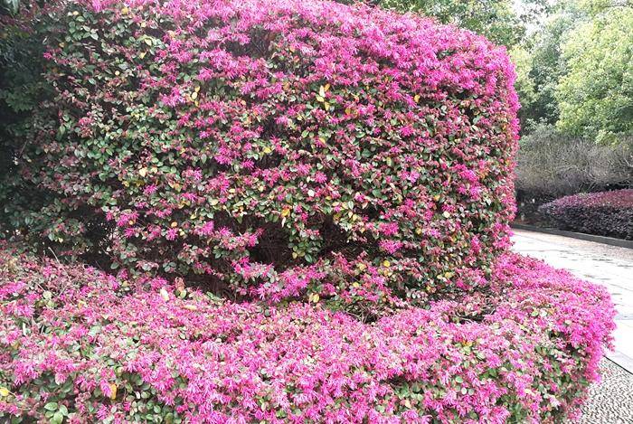 绿化带中也有种植,但为何游客视而未见呢,其实,原因是红花檵木属于一