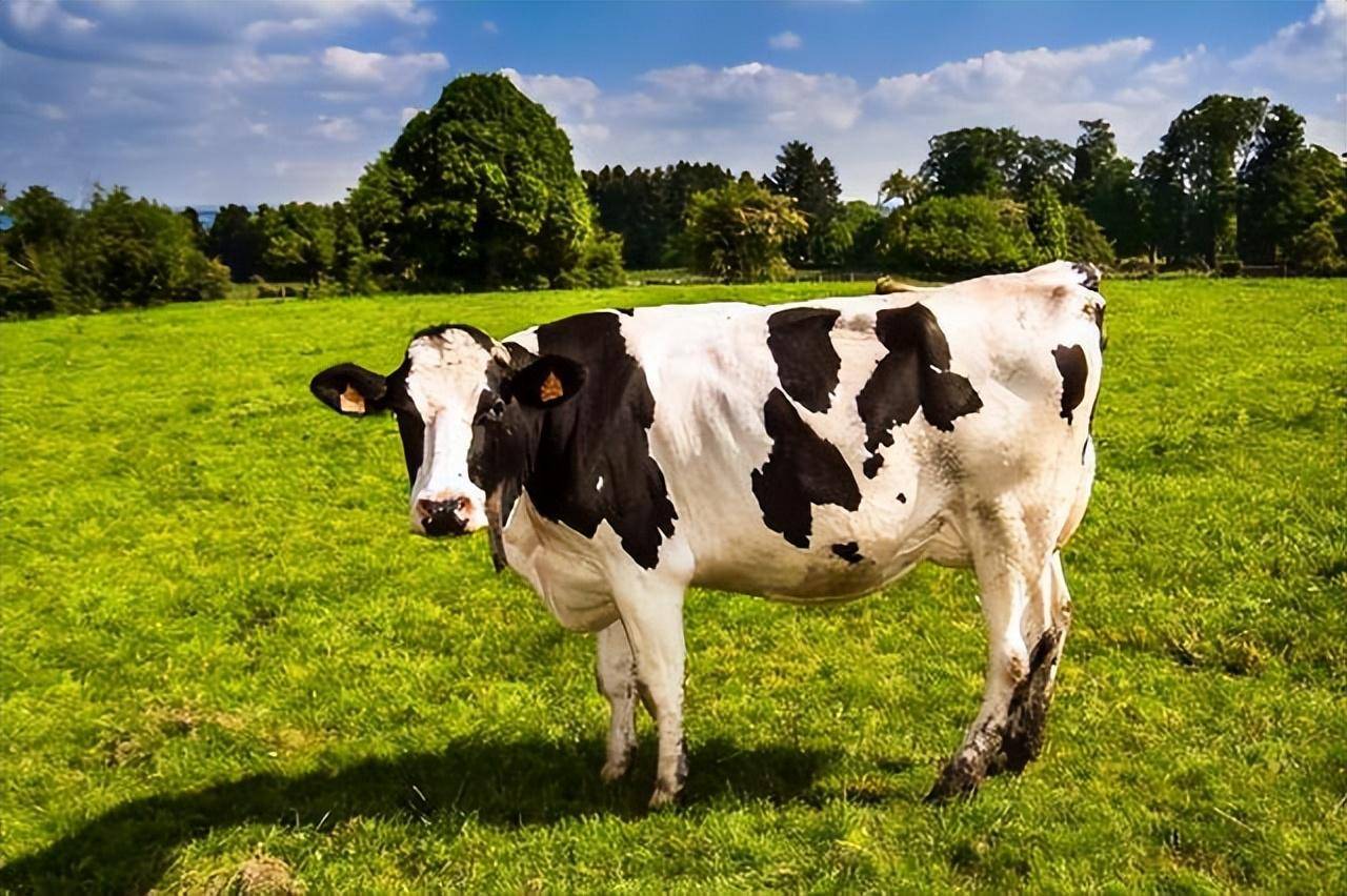 河北内蒙古多地出现"倒奶杀牛",背后原因深挖_鲜奶_奶牛_牛奶