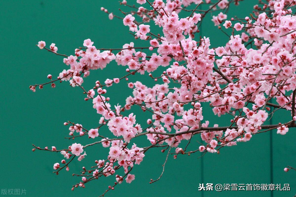 梅花艳开挂枝头_冰雪_清香_大自然