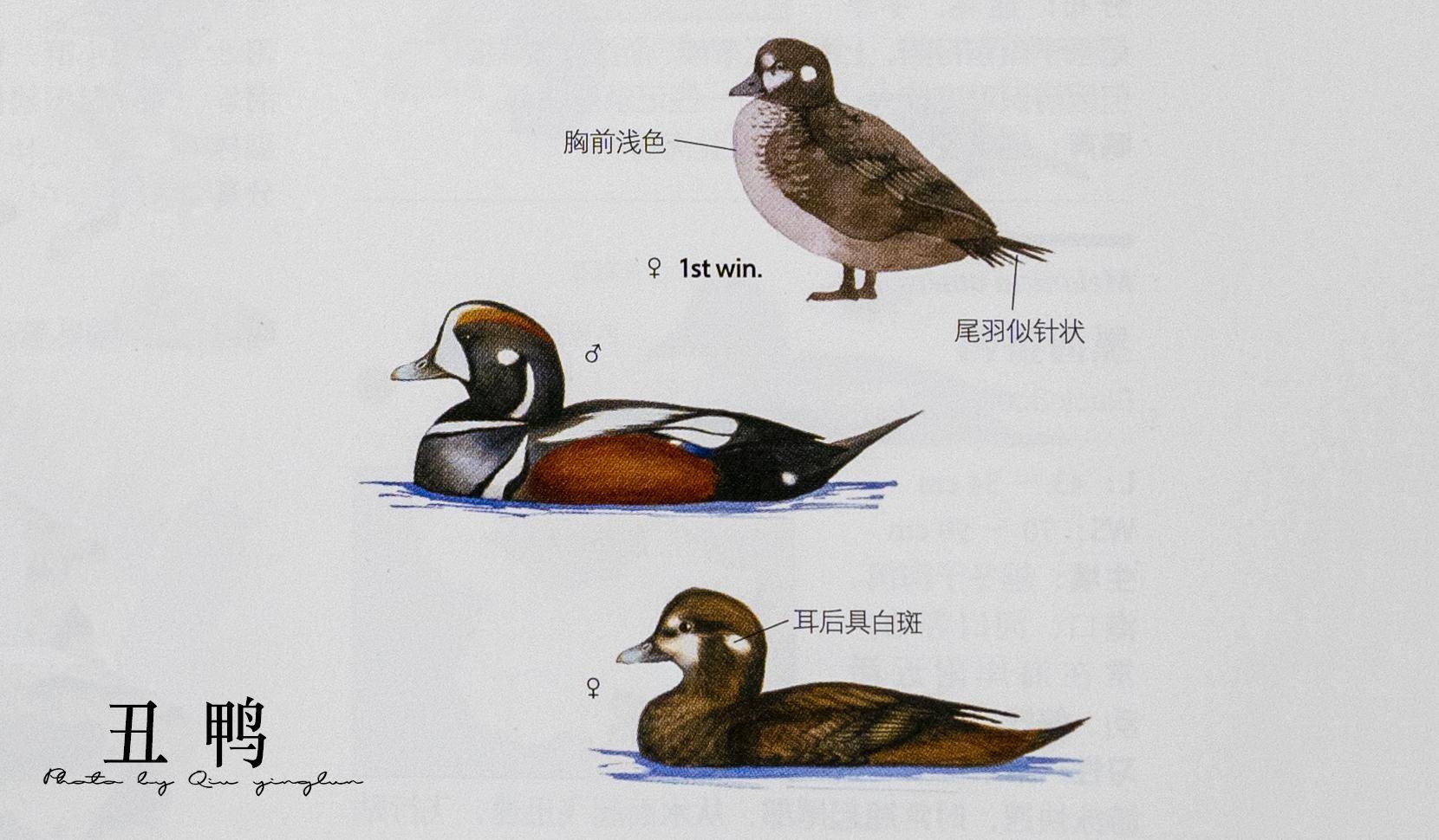 东江揽胜:鸟类观察手册(1)-雁形目_白色_中国_绿头鸭