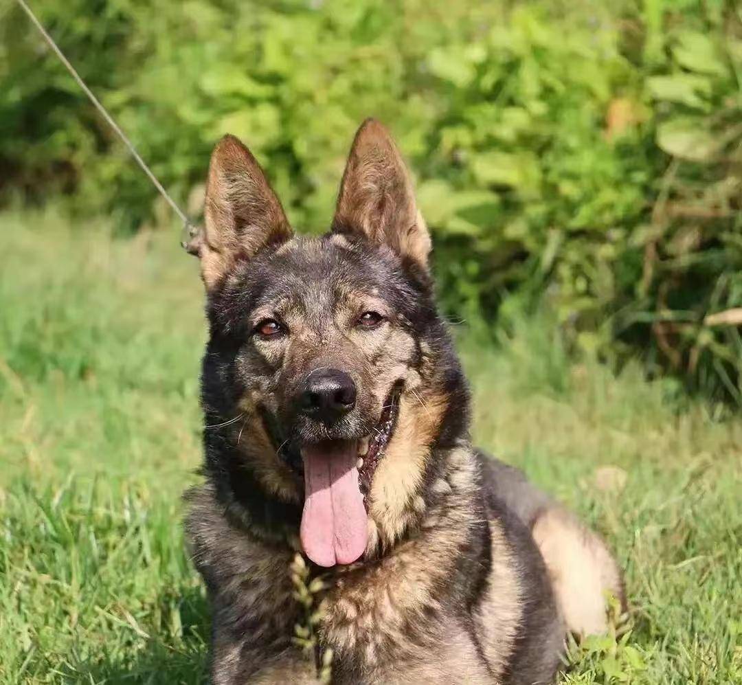 "中国军犬之王"-昆明犬,优秀不输国际名犬_训练_优点_主人