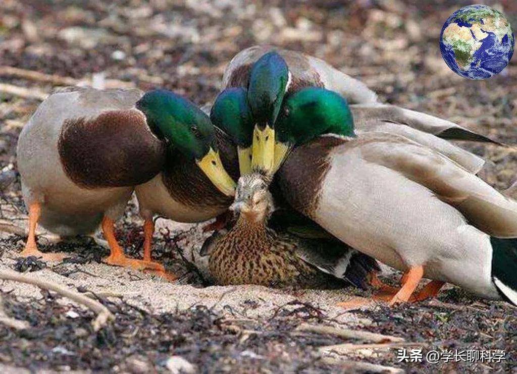 猫的丁丁带刺,鸭子进化出螺旋状的丁丁,为何会这样?_母猫_人类_时候