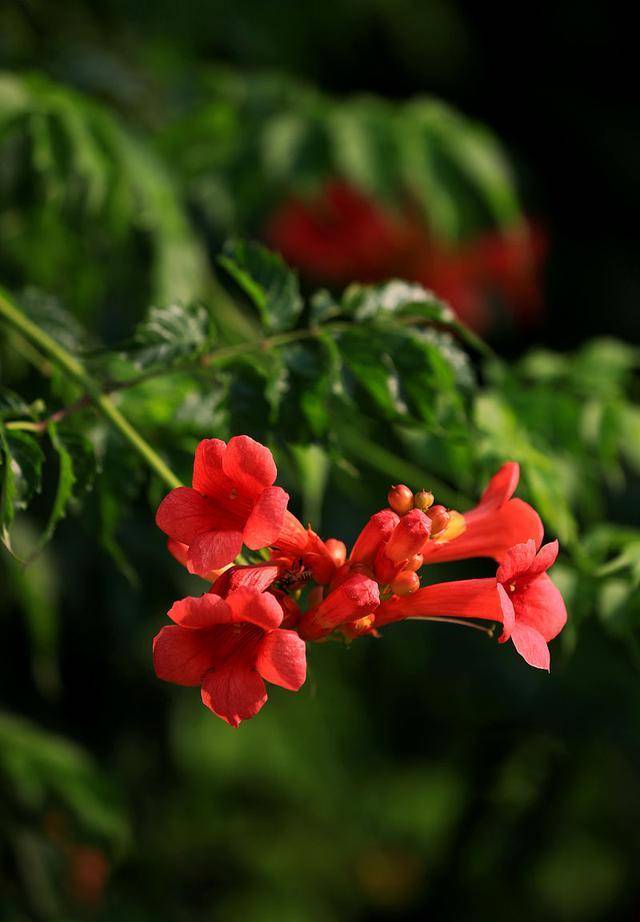 凌霄花是"宝"还是"草"?