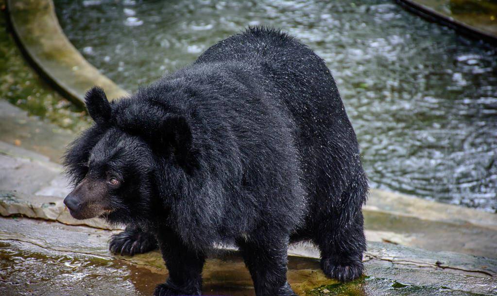 说说东北"黑瞎子"那些熊事儿_动物_因为_黑熊