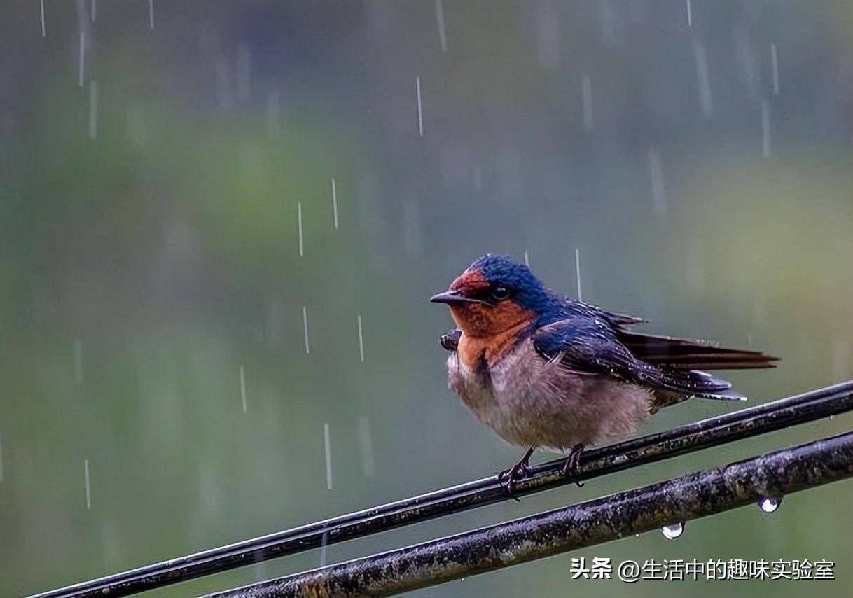 为什么下雨的时候,很多鸟宁愿淋雨也不回到窝里避雨?