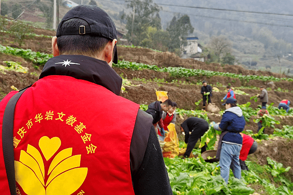 助农收砍青菜头_重庆市涪陵区华岩应急救援队在行动