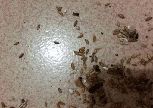 小米买的时候饱满干净,放久了就会生虫子,那它们从哪来的呢?