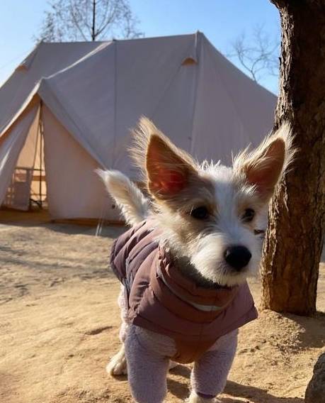 狗链子,这个狗盆一个售价就要600美元,据说hank的这两狗狗盆一个要615