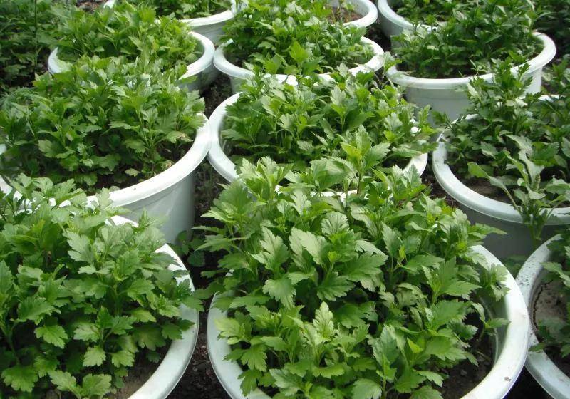 菊花脑-看似菊花,实际上是美味的保健蔬菜_种植_营养_香菇