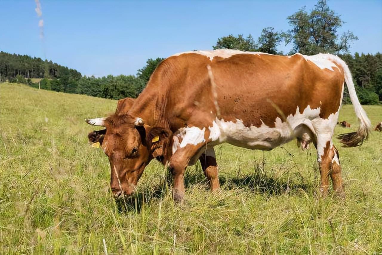 牛得了牛痘怎么治疗?牛痘病的症状与治疗方法,赶快收藏学习!