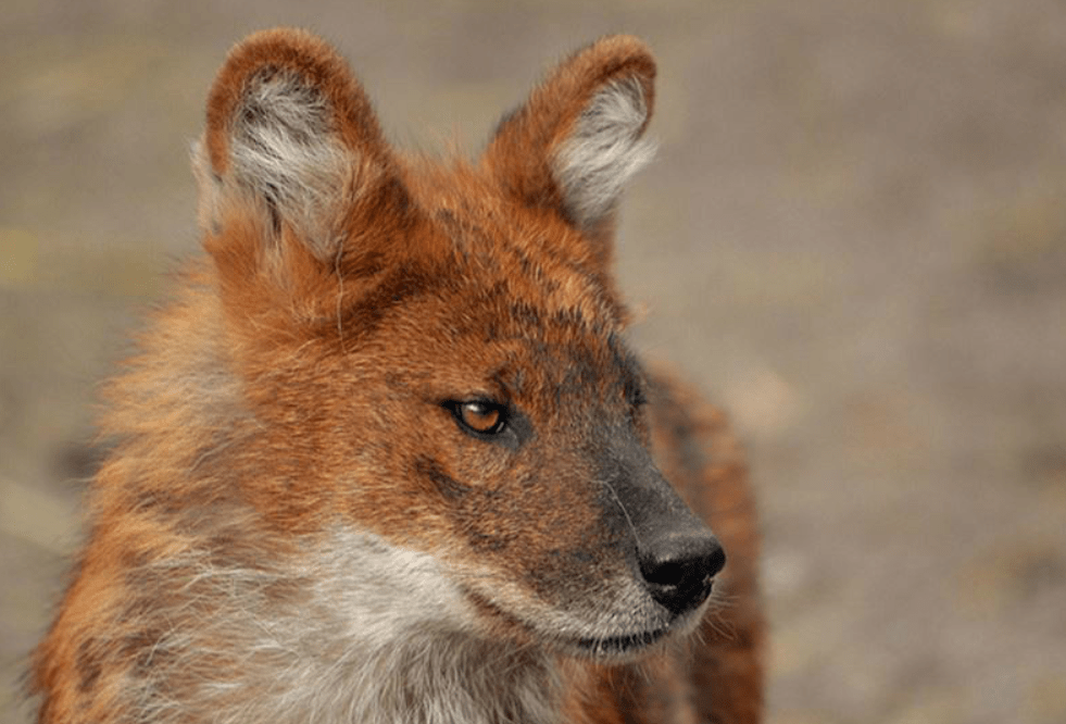 能成为"豺狼虎豹"之首,红狗到底凭什么?