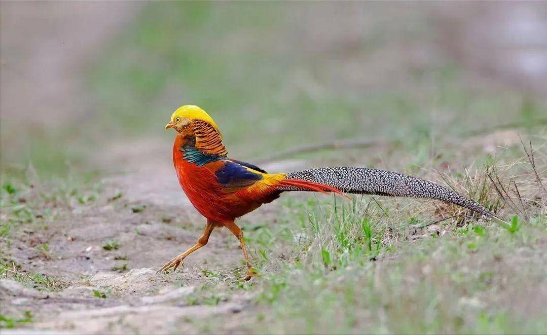 误把“国鸟”当凤凰，老人野外喂养繁殖40只，网友表示：不能判刑