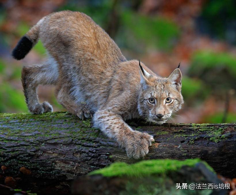 1對1能殺成年狼_猞猁_尾巴_個頭