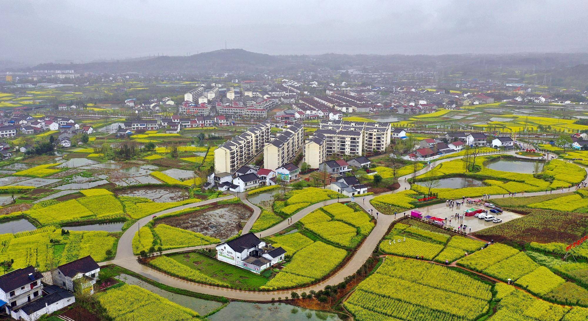 百万亩油菜花竞相开放,成秦巴山区最美画卷_游客_汉中市_陕西省