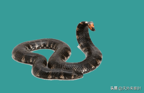 每日一动物:红尾筒蛇hóng wěi tǒng shé_腹面_横斑_褐色