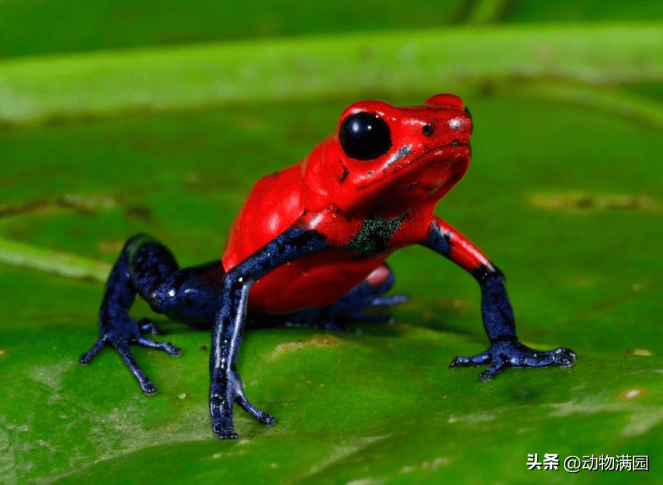 物种百科:草莓箭毒蛙_蝌蚪_食物_毒性