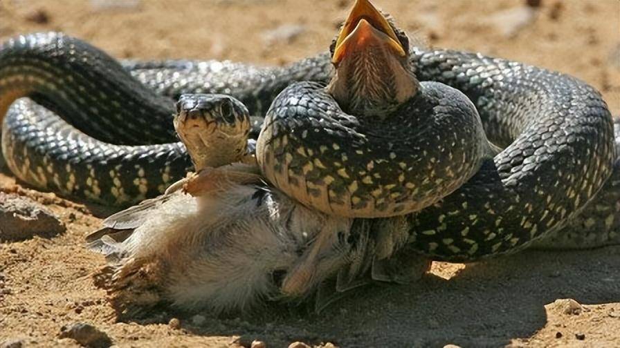 巴西蛇岛有多可怕?每平方米5条蛇,毒蛇毒性是陆地近亲的5倍!