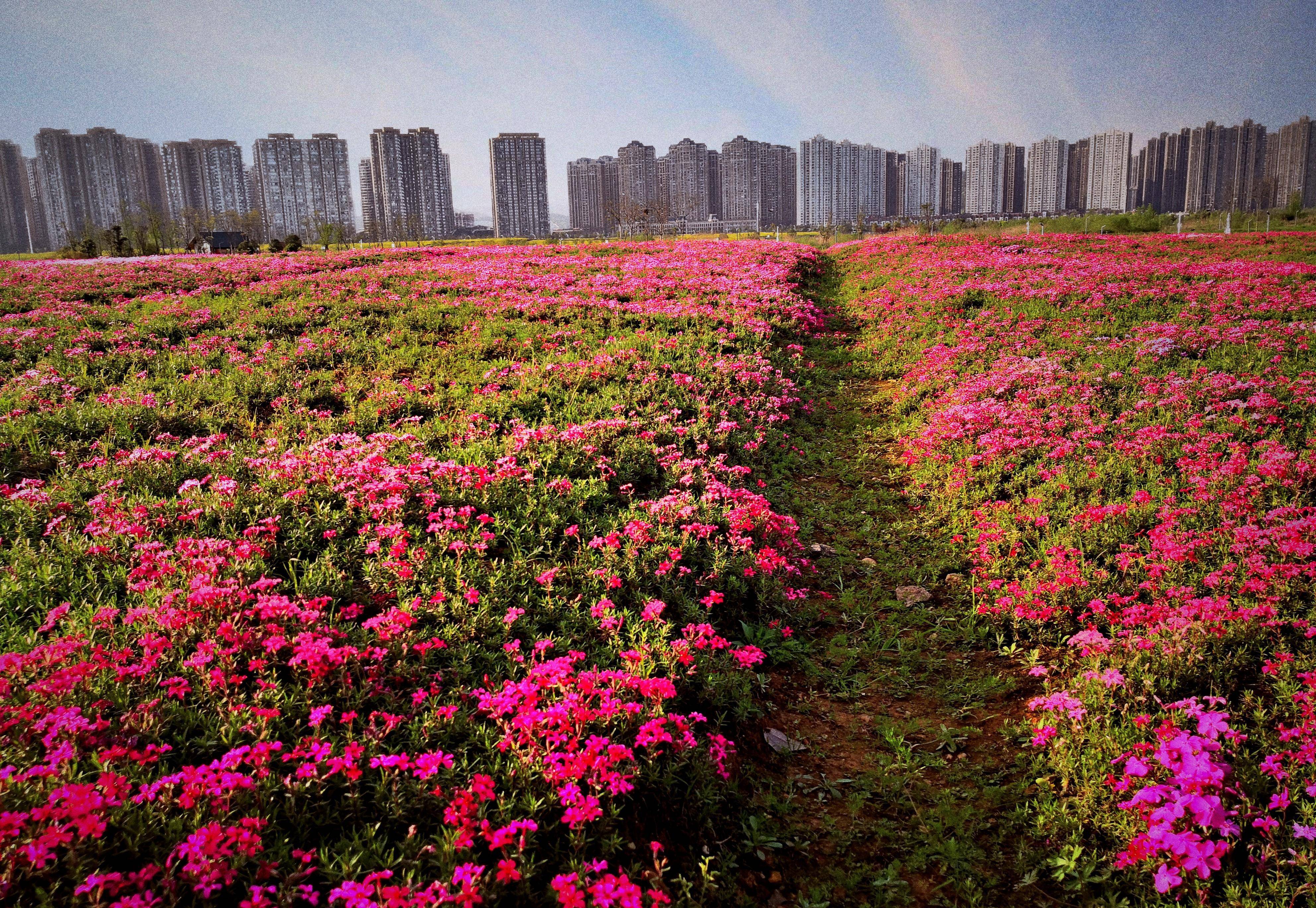 花海花开，景美人来，赏花踏春，尽情花海