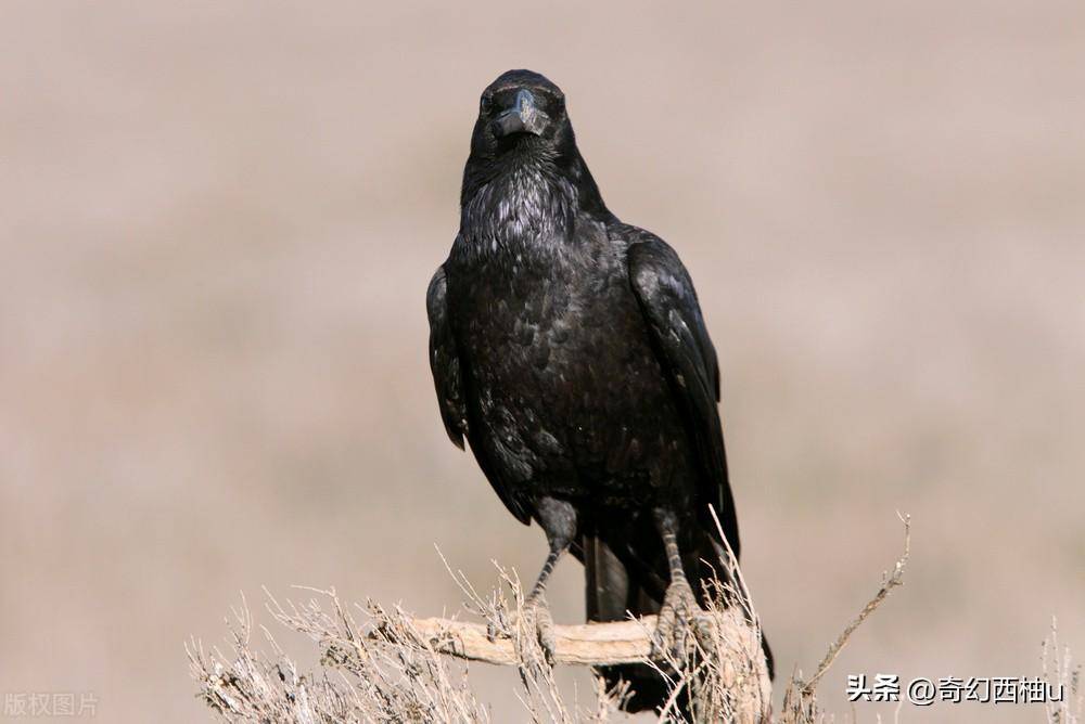 乌鸦又称老鸹,叫声嘶哑,全身大部分羽毛为乌黑色,故得其名