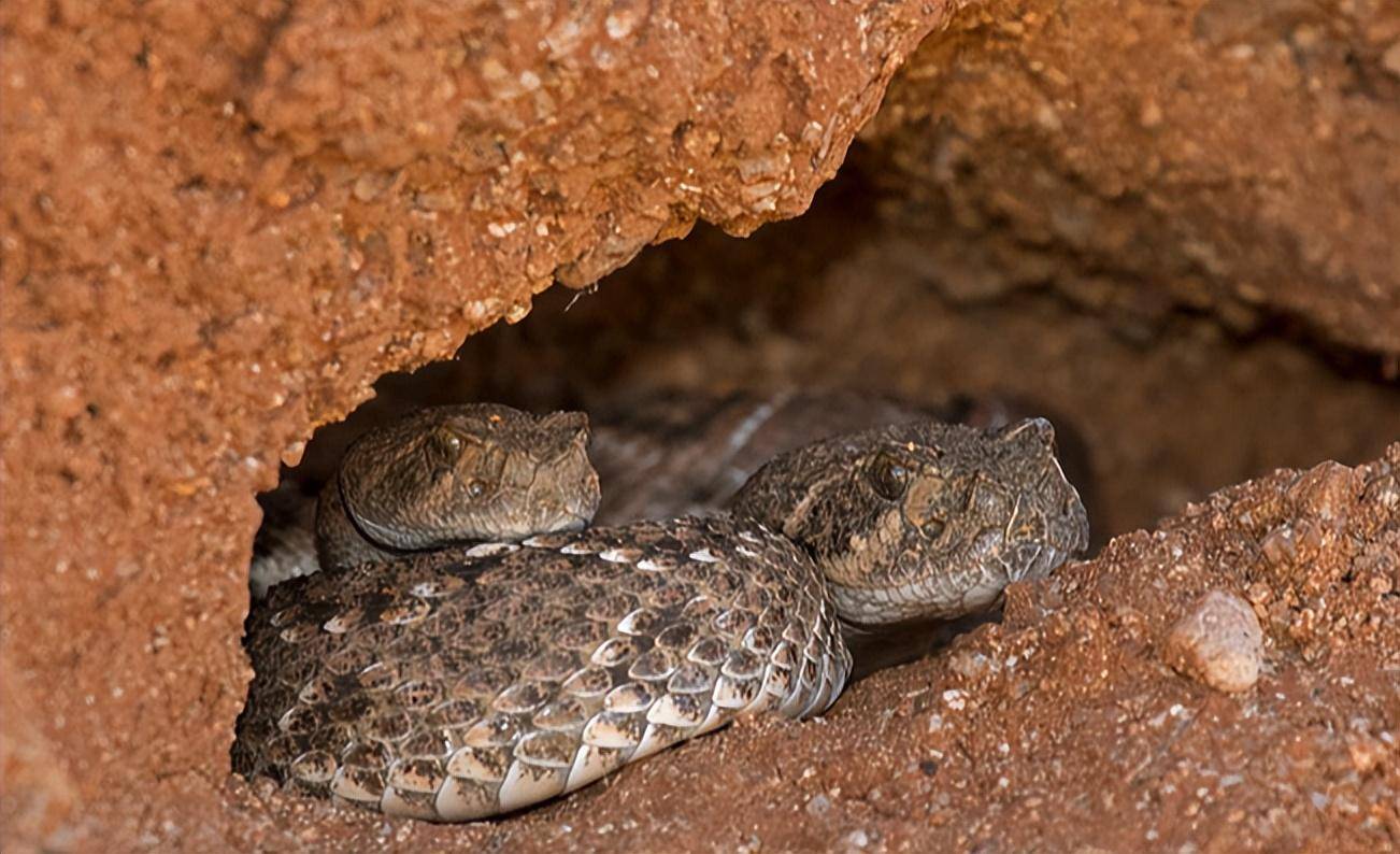 巴西蛇岛有多可怕?每平方米5条蛇,毒蛇毒性是陆地近亲的5倍!