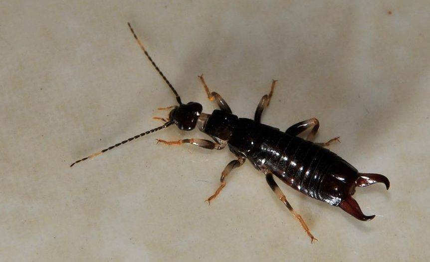 夹板子虫蠼螋怎样去除?_虫子_盆栽_缝隙