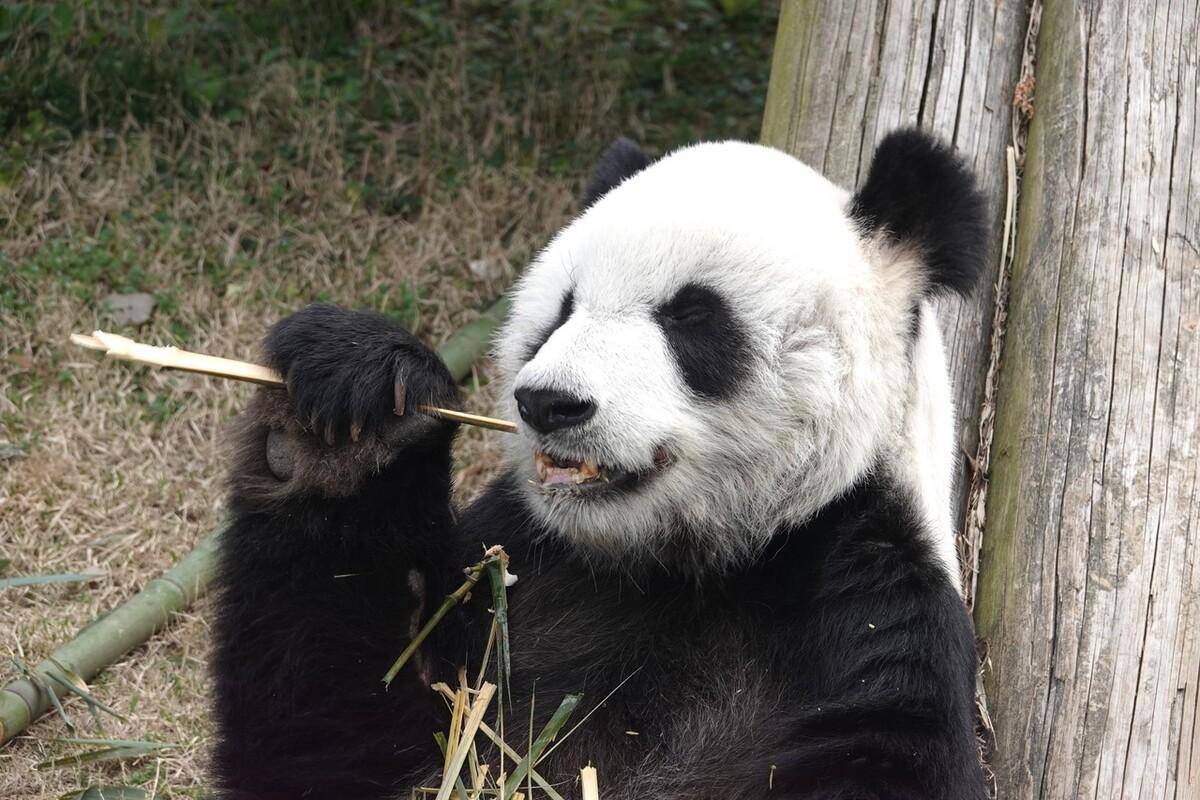 旅美大熊猫乐乐图片