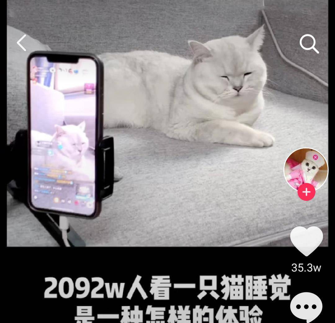 我的猫抢了我的工做！老板永久不晓得，在对面打发他的是人是猫？