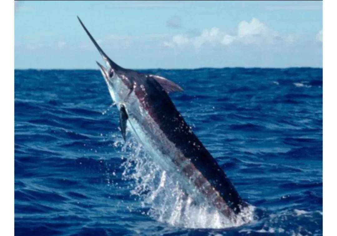 一个老头费了九牛二虎之力钓到一条1360斤的青枪鱼,却一分不值!