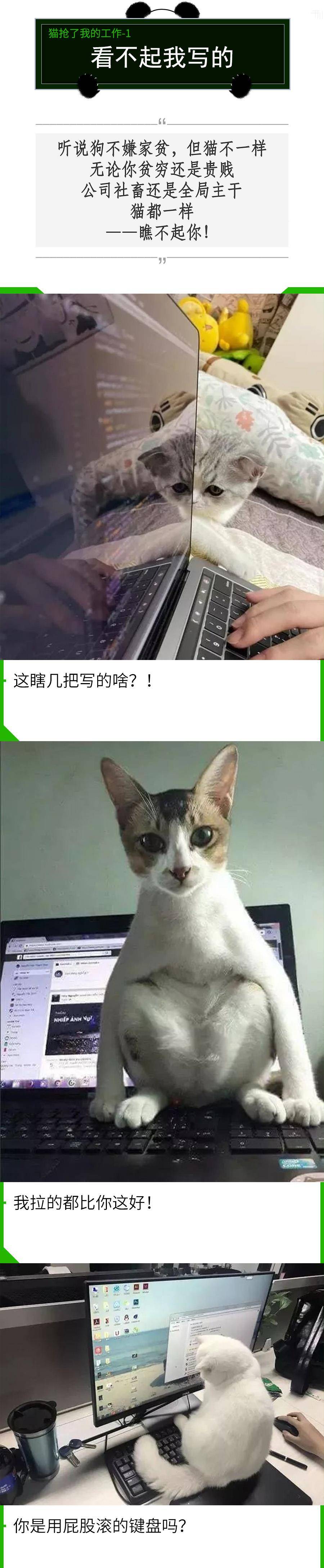 我的猫抢了我的工做！老板永久不晓得，在对面打发他的是人是猫？