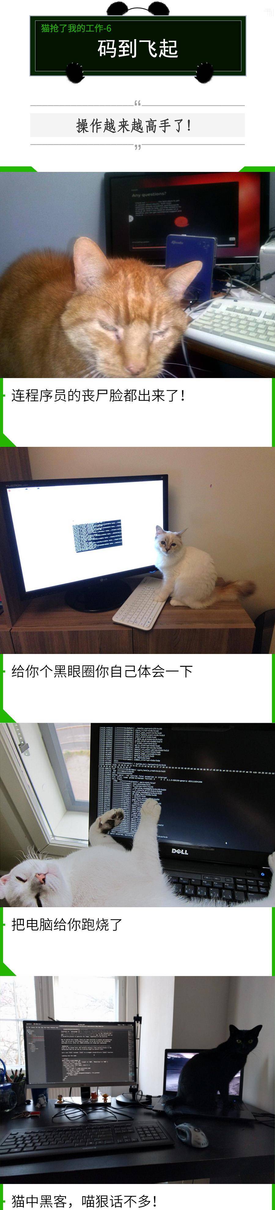 我的猫抢了我的工做！老板永久不晓得，在对面打发他的是人是猫？