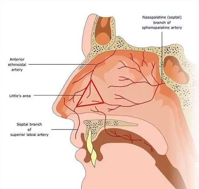 也是鼻屎的附著部位,孩子的鼻腔粘膜比成人嬌嫩,黎氏區出血非常常見
