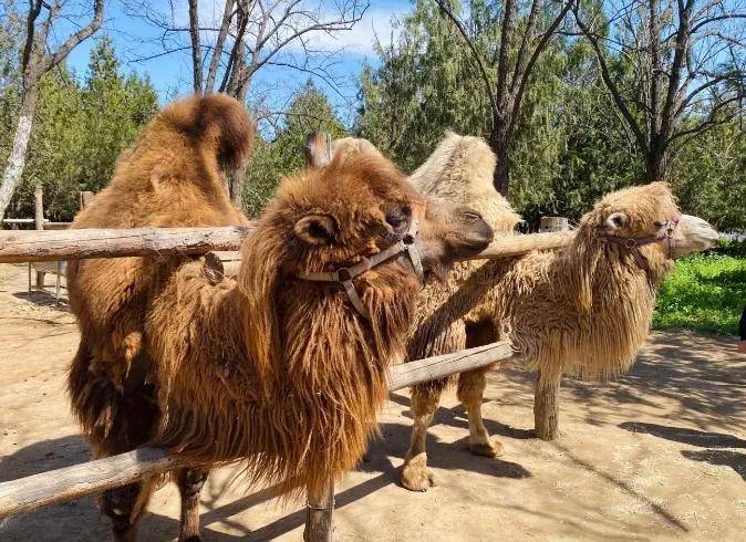 313路公交车在卢沟桥农场站下,自驾导航至"紫谷伊甸园"停车场,停车