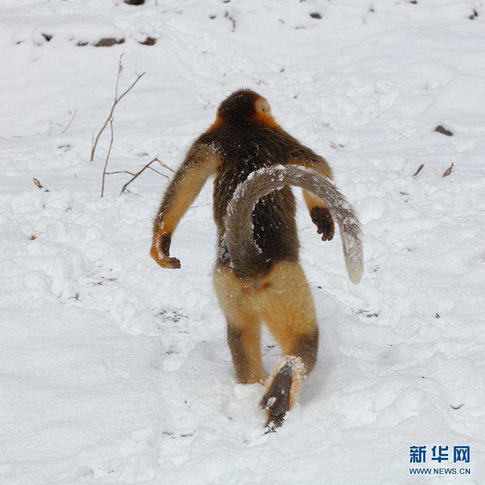 金猴来了：金毛蓝颜的神农架金丝猴抱团取暖，白雪闹春-轶事_搜狐网