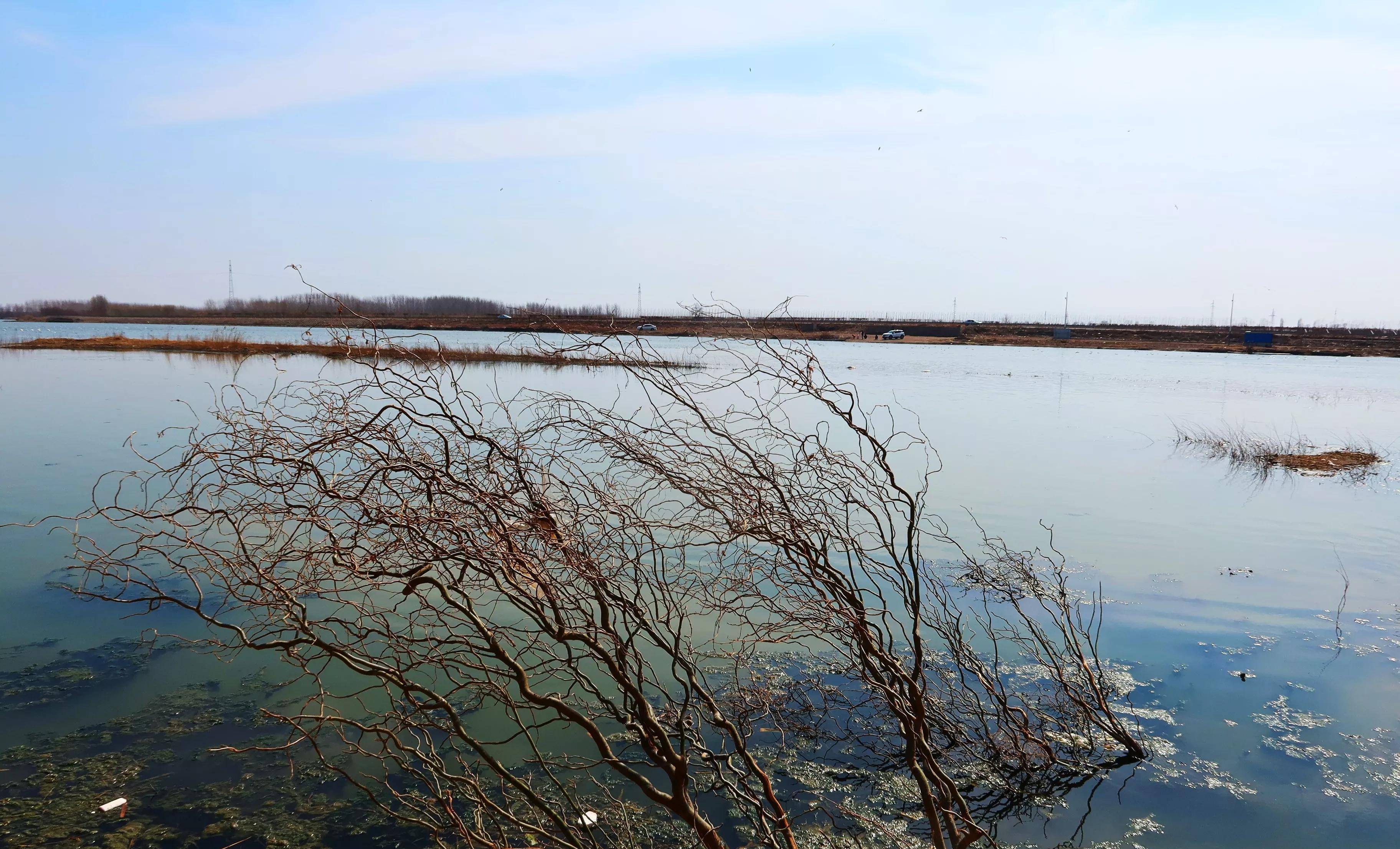 「隨筆散文」千年的古城幾十裡淩河成了最美的城市風景_鳥兒_文明