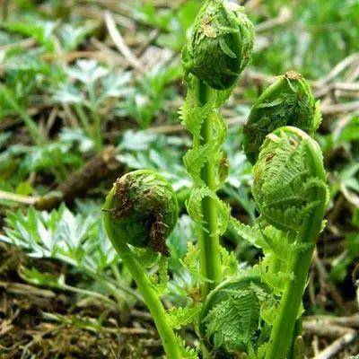 甘肃陇南特色野菜大全图片