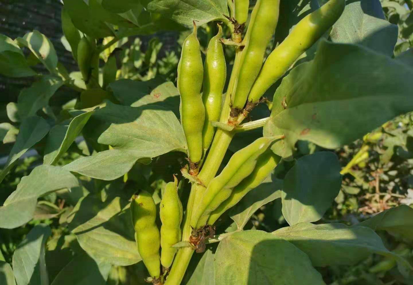 蚕豆植株在介绍蚕豆的吃法之前,我们先来了解一下蚕豆.