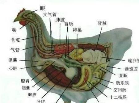鸡的胃分为两个部分,前半部分为腺胃,腺胃分泌消化液只能消化一些软质