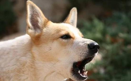 狗狗冲着没人的地方吠,不要慌,原因也许很简单_主人_压力_声音