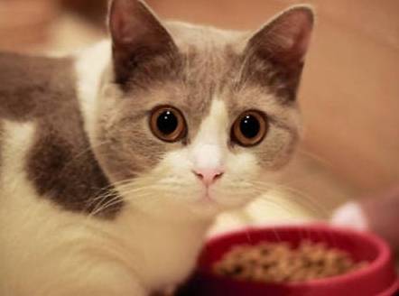 卡比猫粮小课堂:优质蛋白对猫咪成长的重要性 卡比猫粮小课堂:优质蛋白对猫咪成长的重要性
