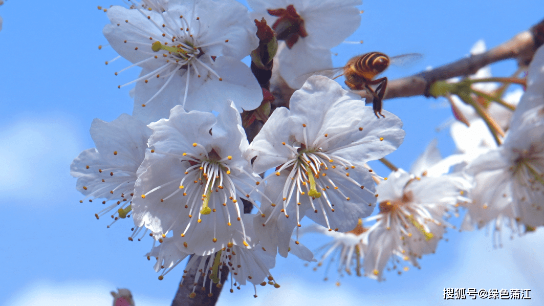 【锦观新闻关注】蒲江万亩樱桃花陆续绽放 花期持续至3月中旬
