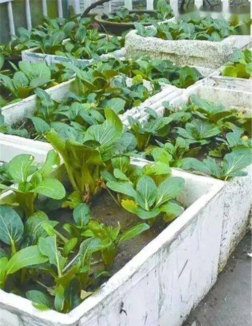 传吃泡沫箱种的蔬菜患癌症,阳台种菜,还能不能用泡沫箱?