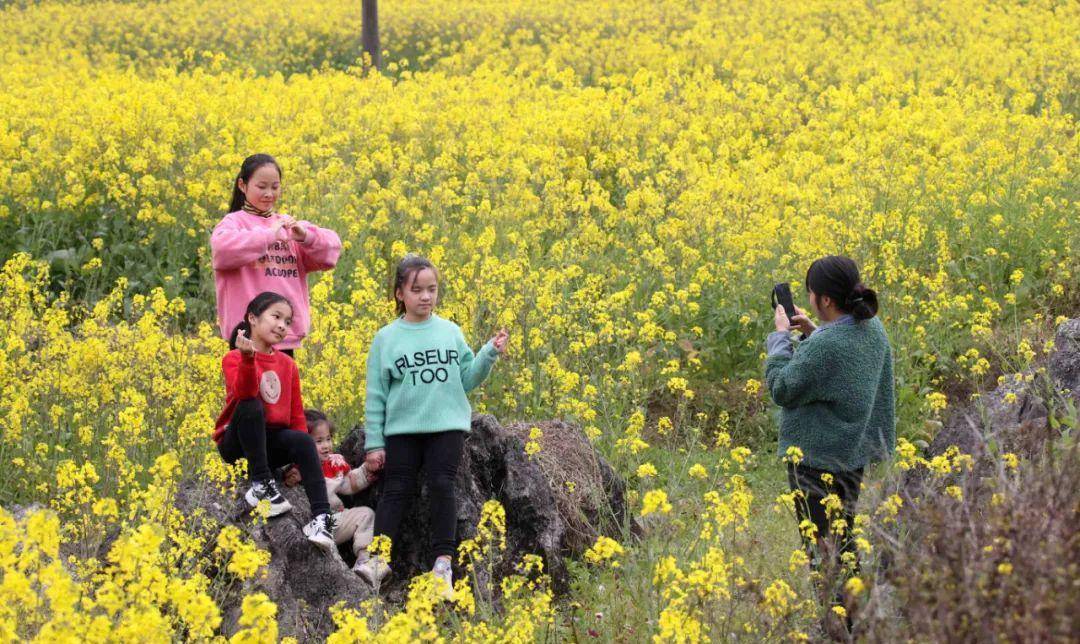 「美图」油菜花迎春开放,户外踏青赏花好悠闲