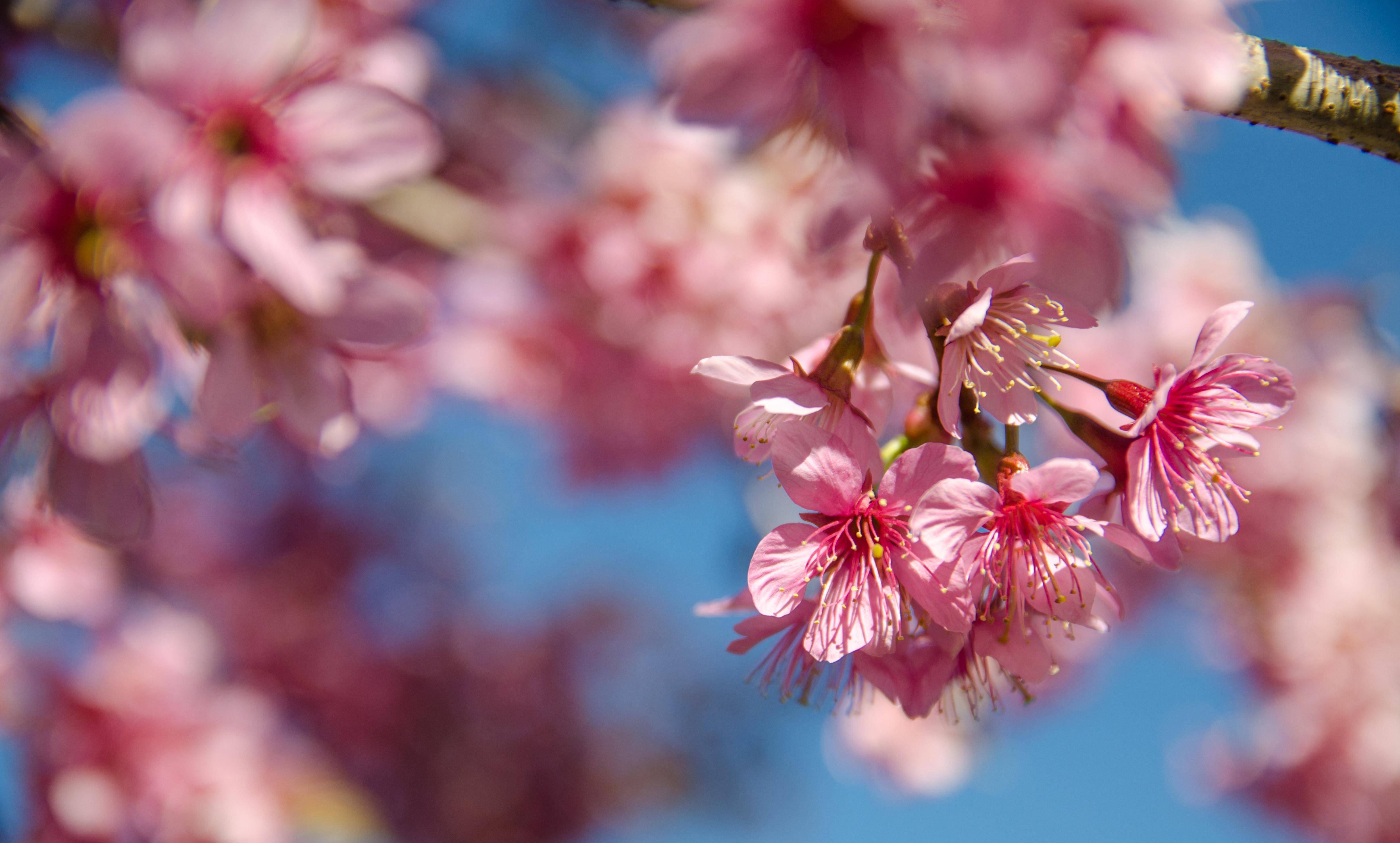 不能去武汉看樱花,不如一路向西去大理,被誉为西南最美赏樱地_游客