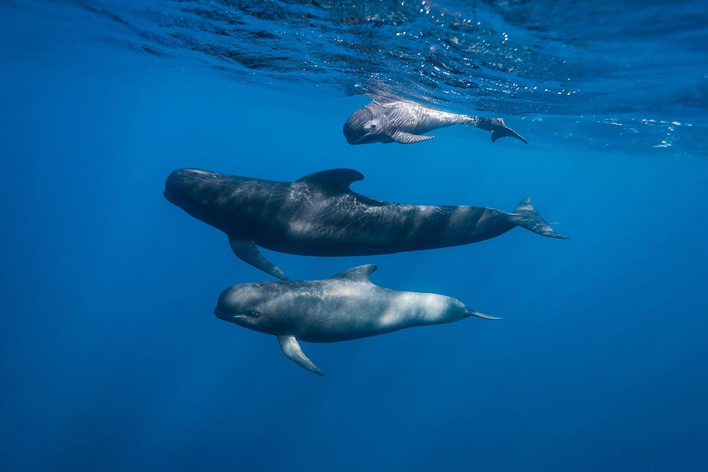 領航鯨(pilot whale)(七)黃鰭金槍魚(yellowfin tuna)黃鰭金槍魚,也稱