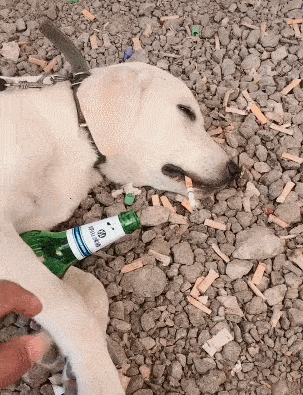 狗狗喝酒搞笑图片图片